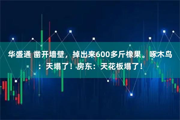 华盛通 凿开墙壁，掉出来600多斤橡果。啄木鸟：天塌了！房东：天花板塌了！